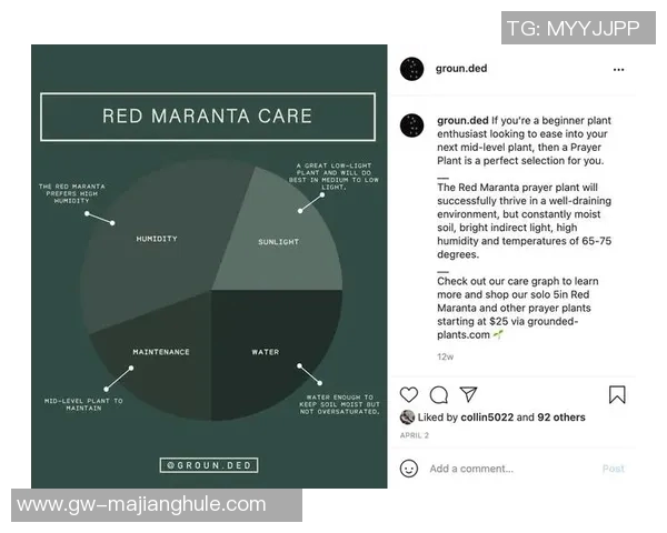 数据分析在Instagram平台上的影响力与表现探讨